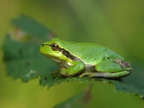 Guías de anfibios y reptiles