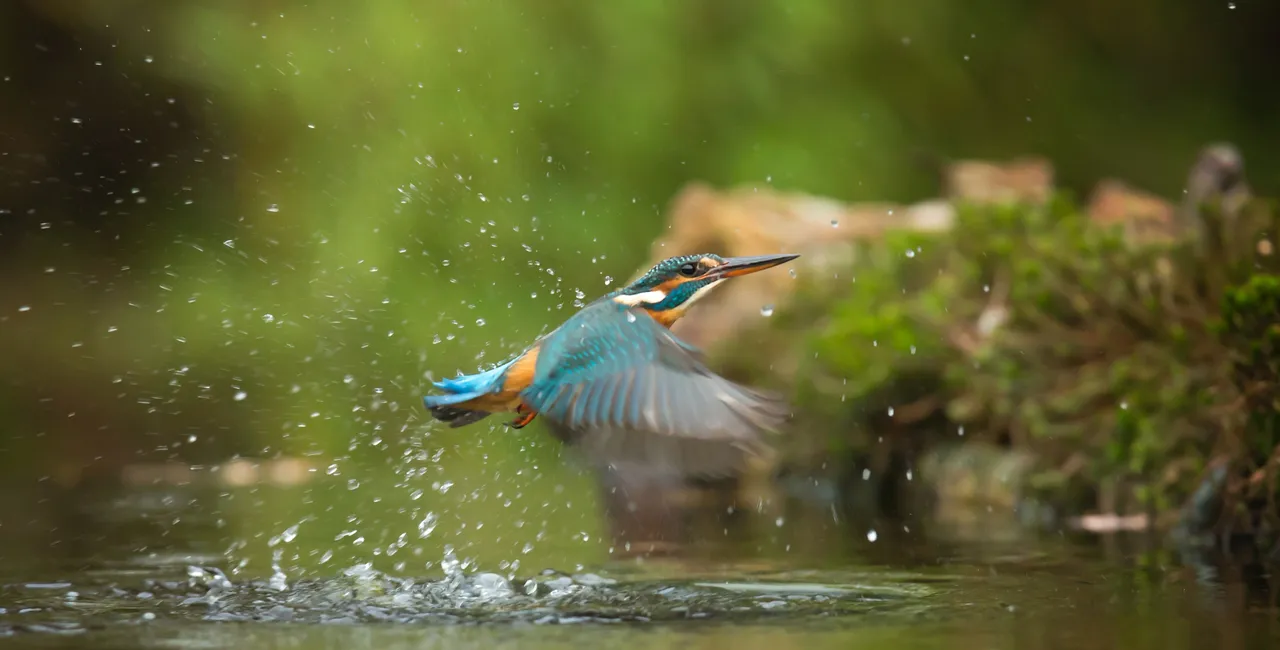 Imagen de portada del artículo Guías de aves