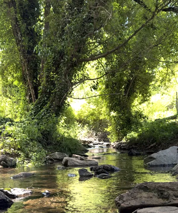 Ruta por el bosque encantado