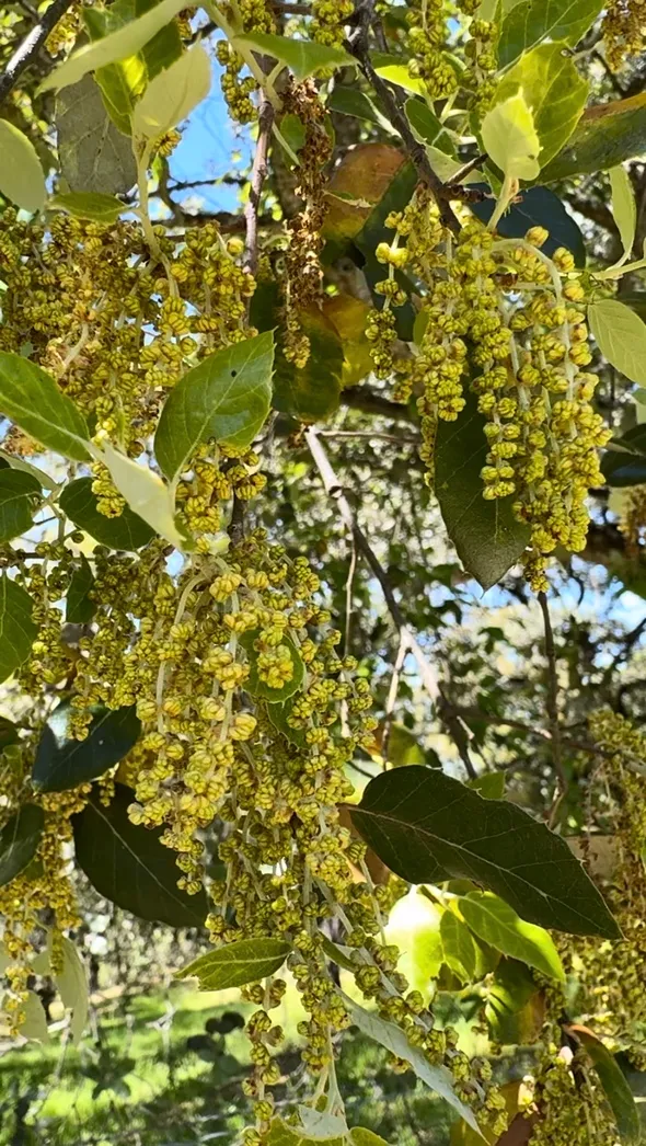 Alcornoque en flor