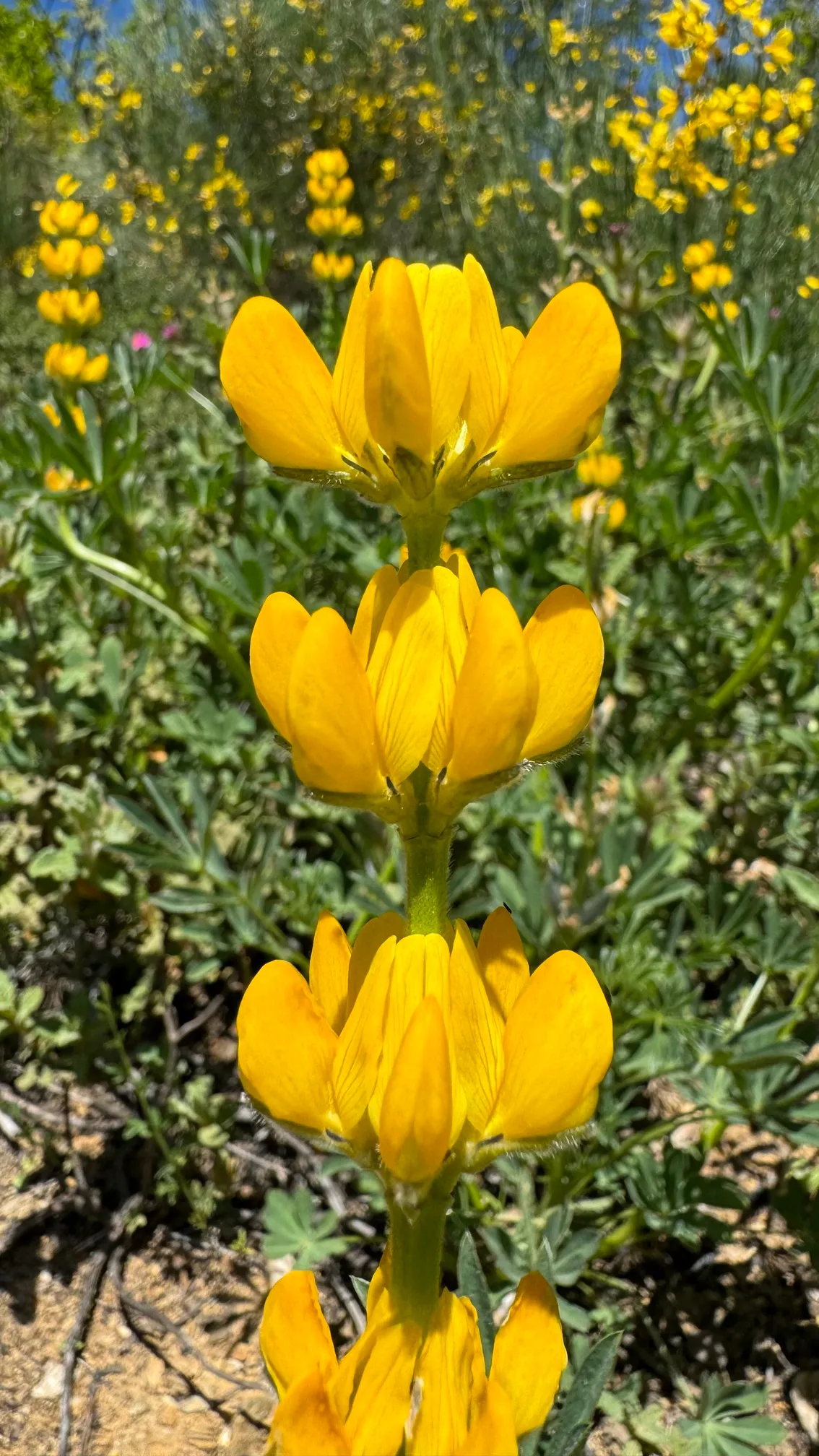 Altramuz amarillo