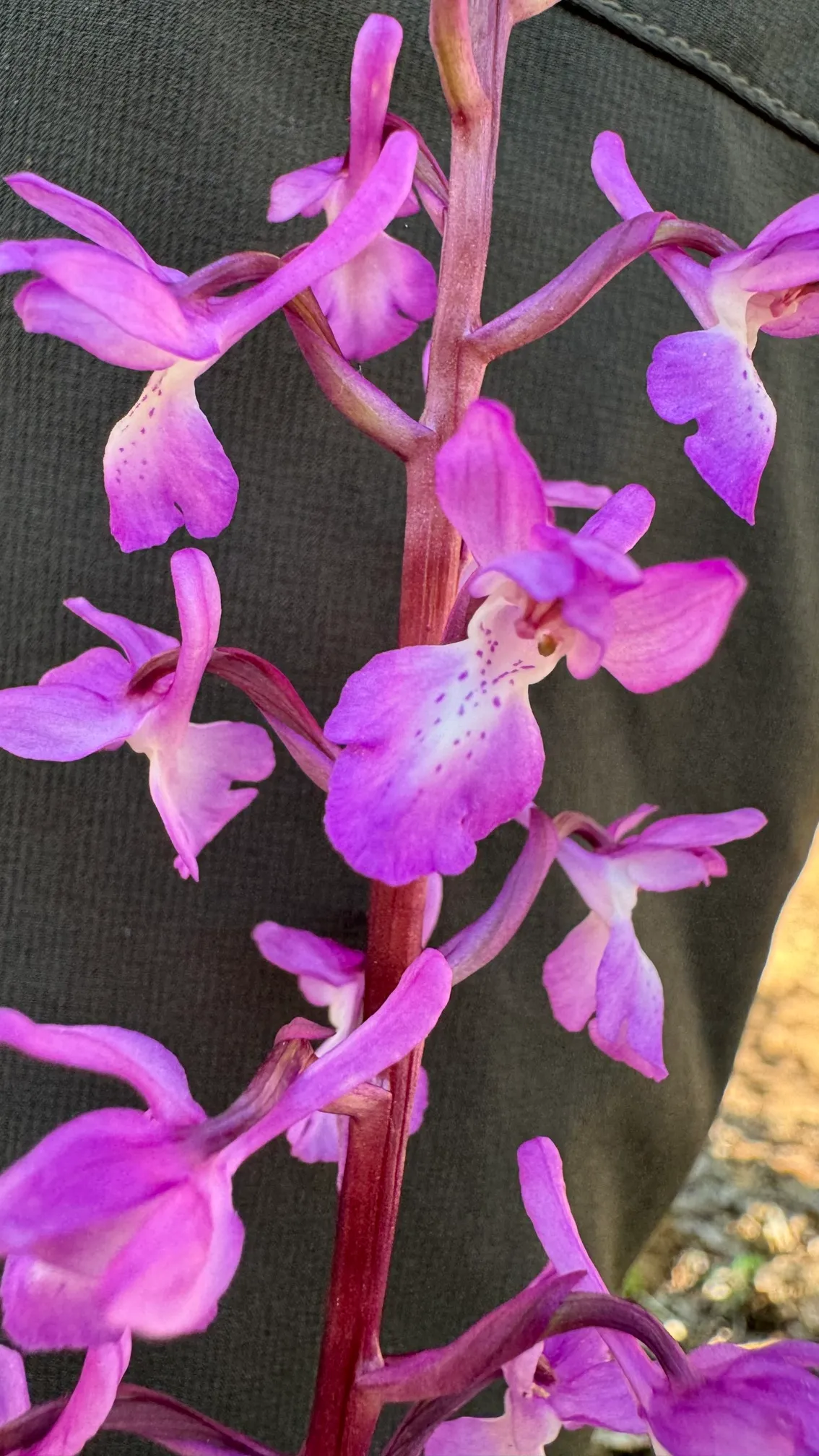 Orquídea de Lange