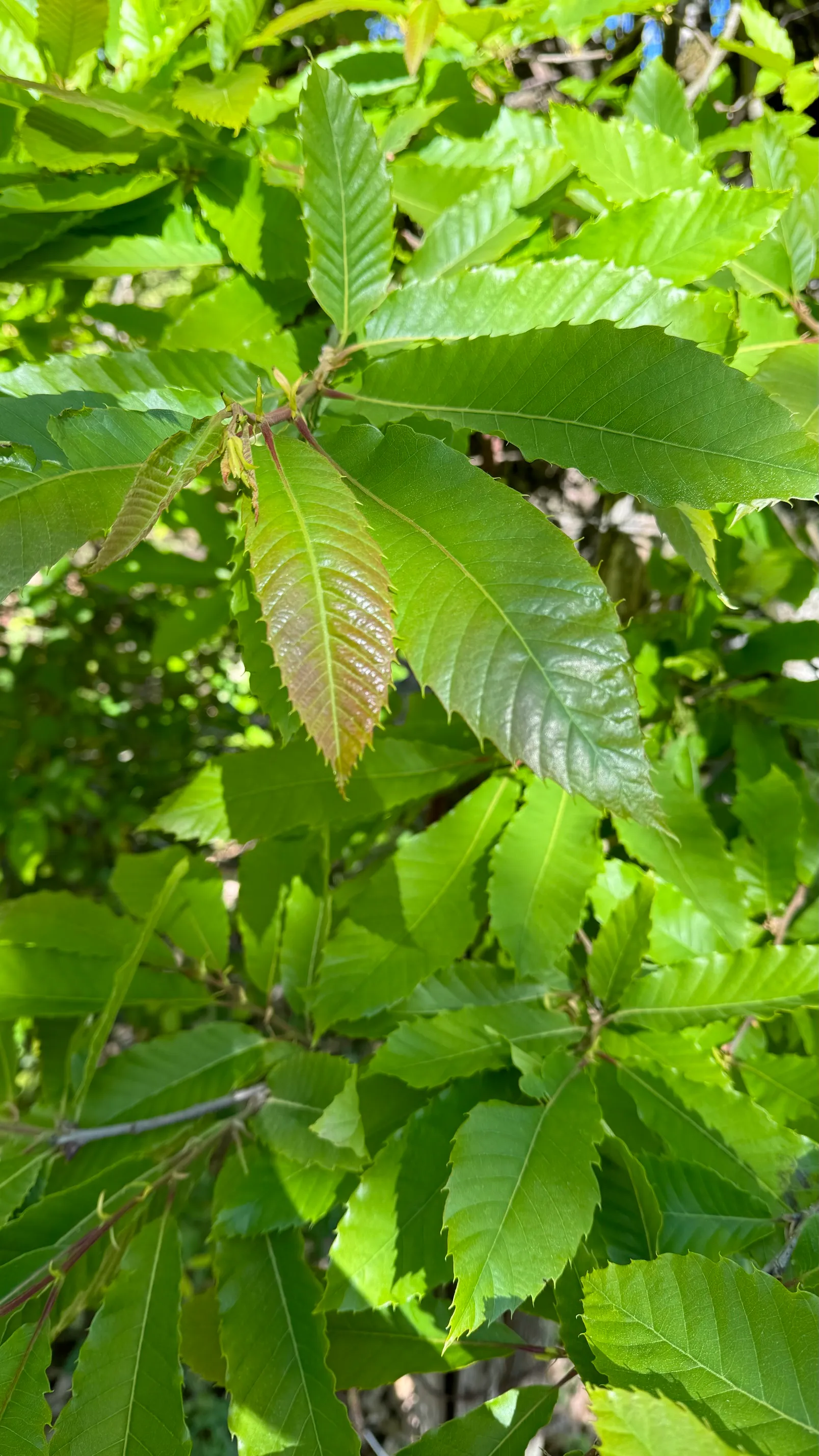 Castaño