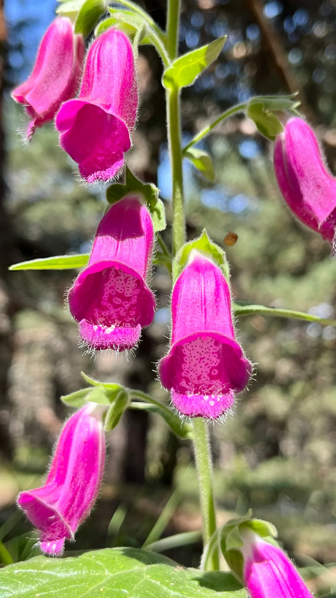Dedalera