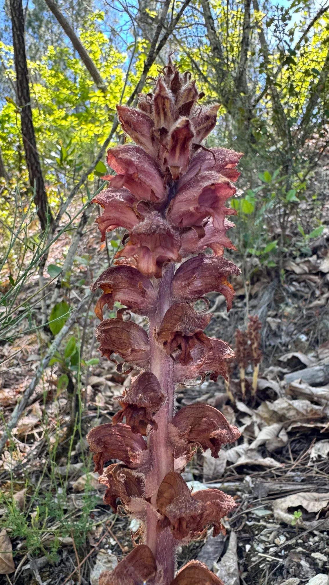 Espárrago de lobo
