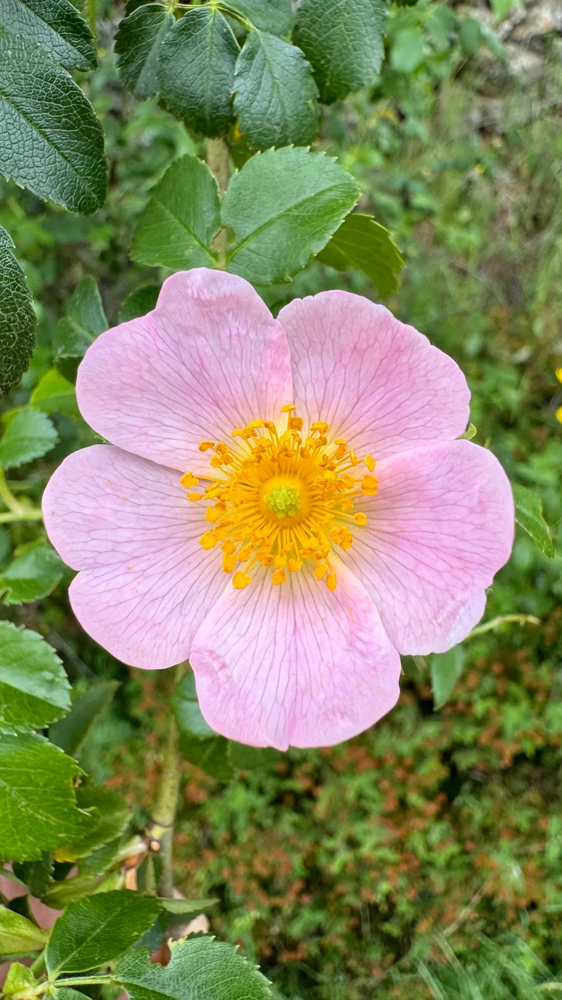 Rosal bravío