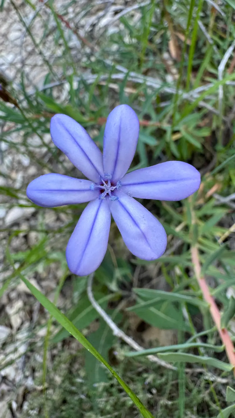 Azulita (Aphyllanthes monspeliensis)