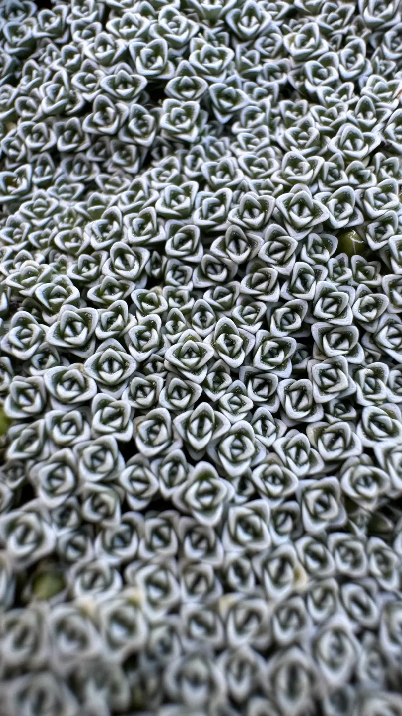 Arenaria (Arenaria alfacarensis)