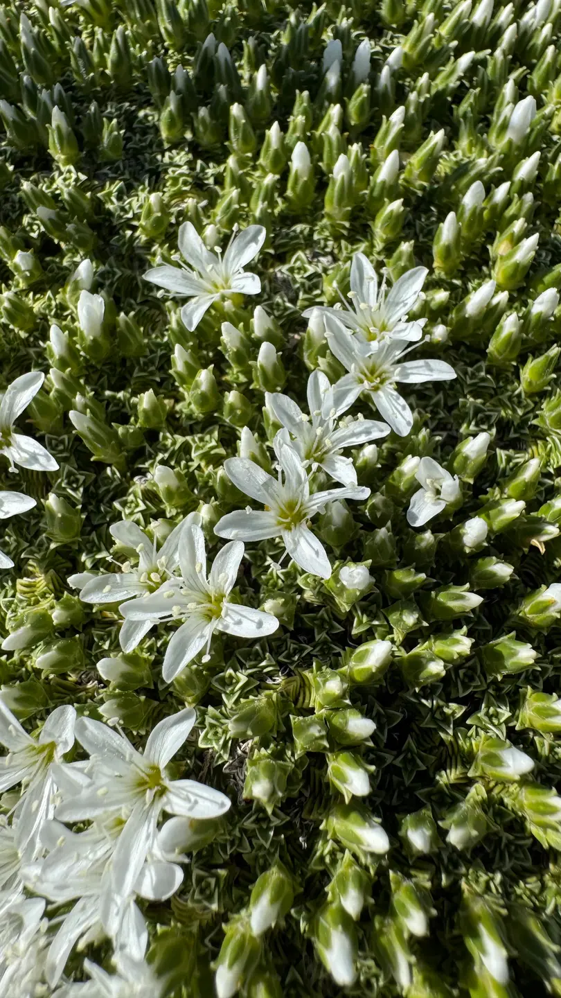 Piel de león (Arenaria tetraquetra)