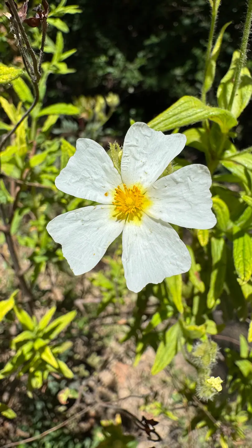 Jara negra (Cistus monspeliensis)