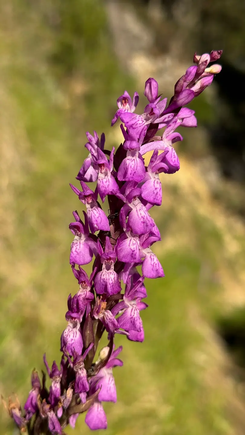 Orquídea (Dactylorhiza elata)