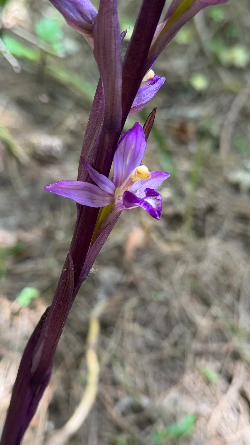 Orquídea lagarta (Limodorum abortivum)