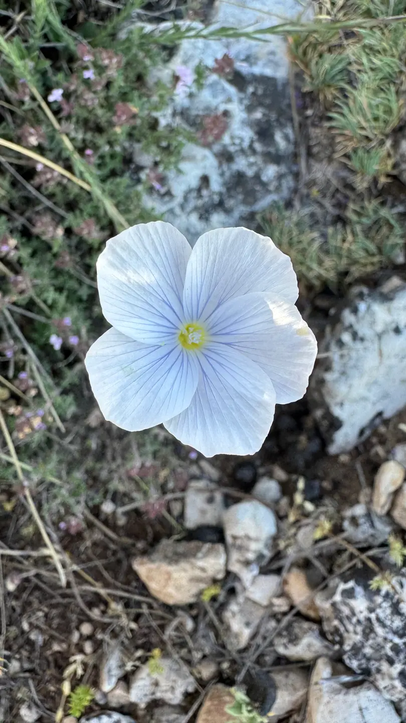 Lino azul (Linum narbonense)