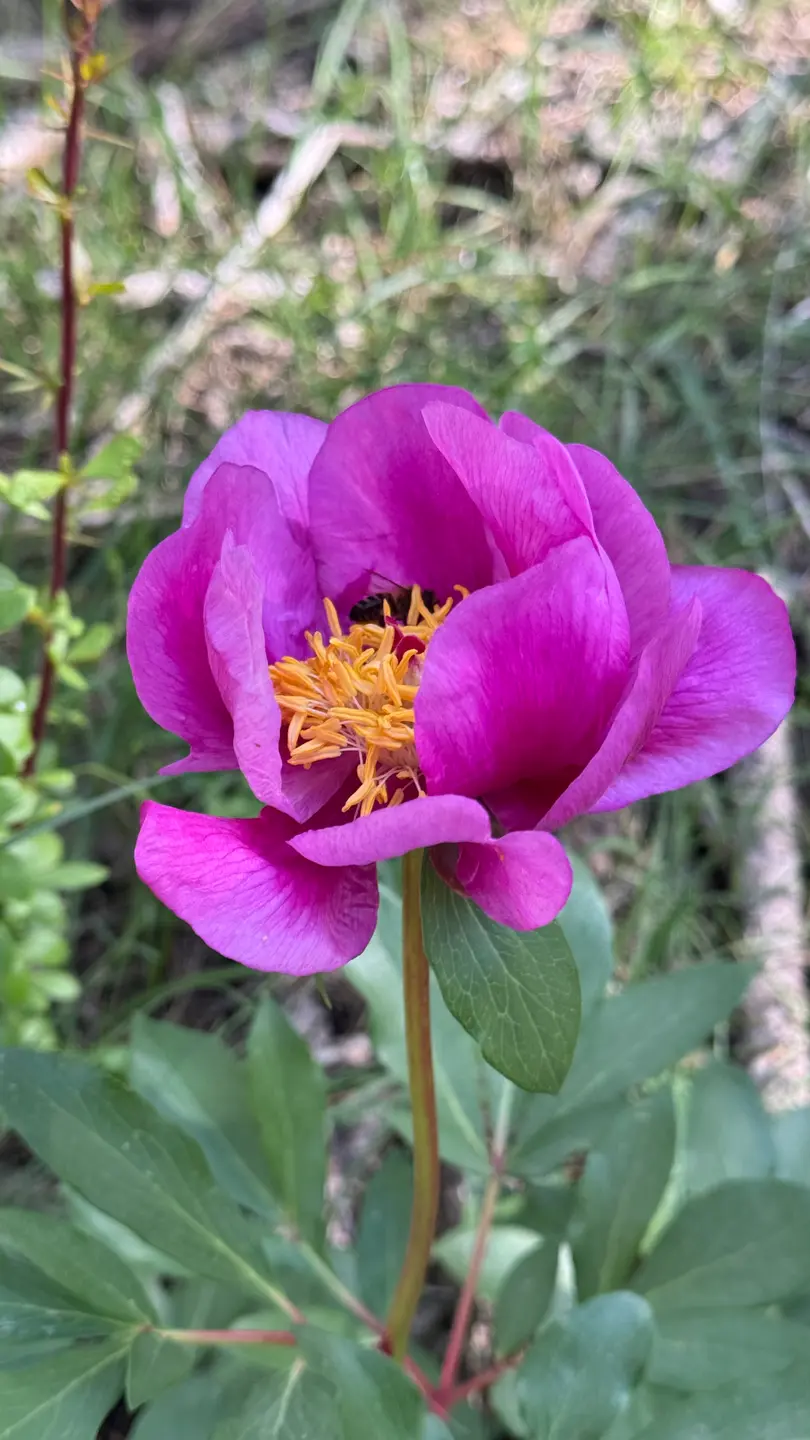 Paeonia (Paeonia broteri)