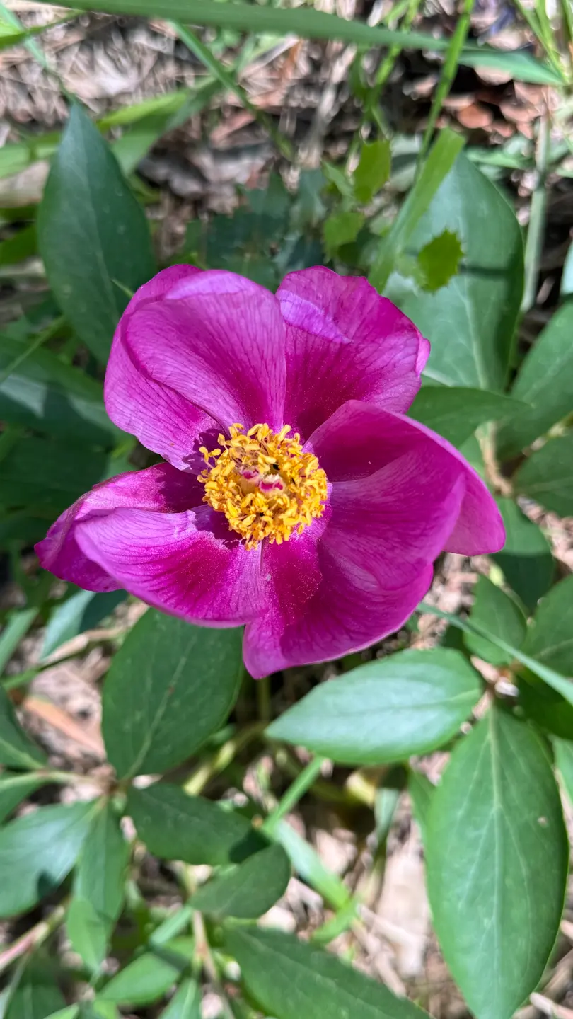 Paeonia (Paeonia broteri)