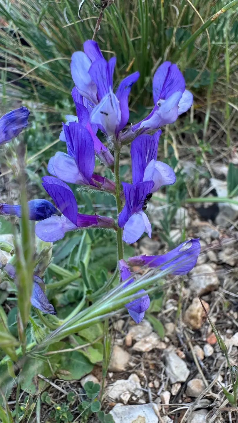 Arveja cana (Vicia onobrychioides)