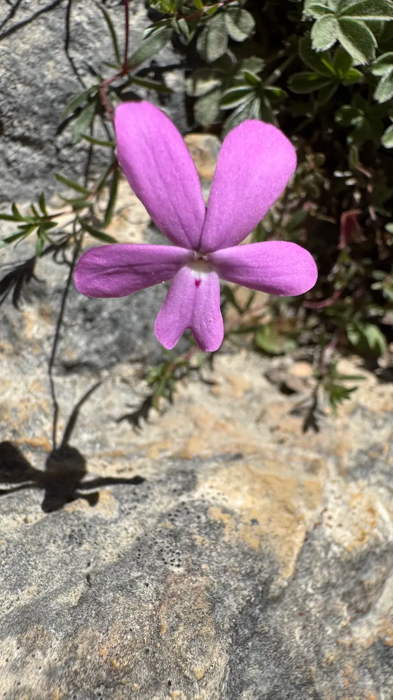 Violeta de Cazorla (Viola cazorlensis)