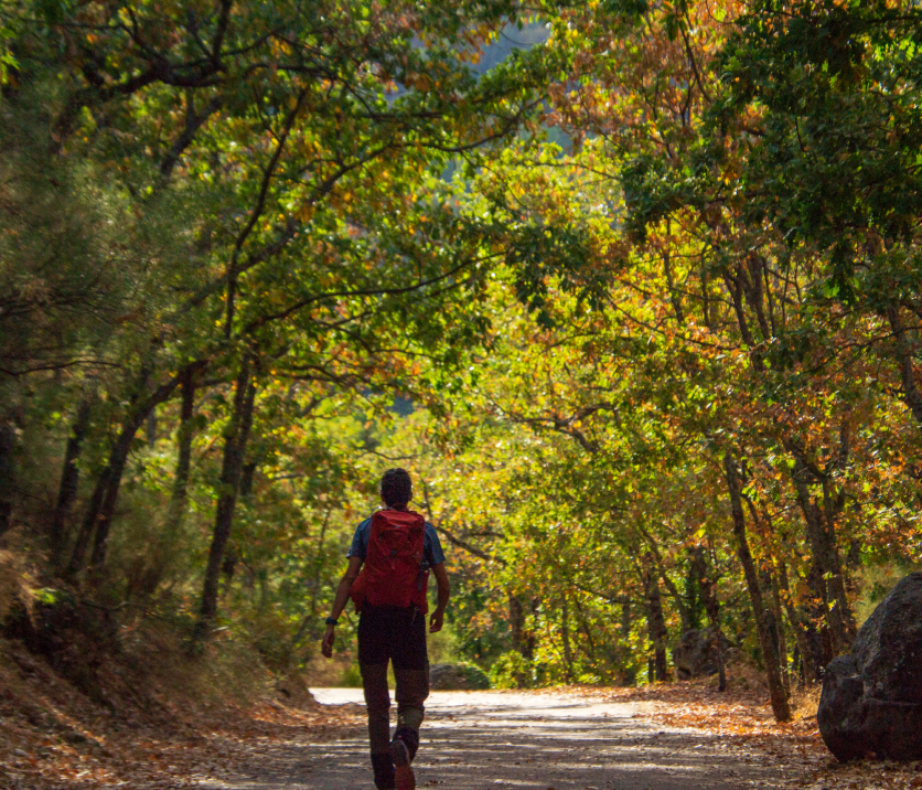 El Bosque de la Herrería