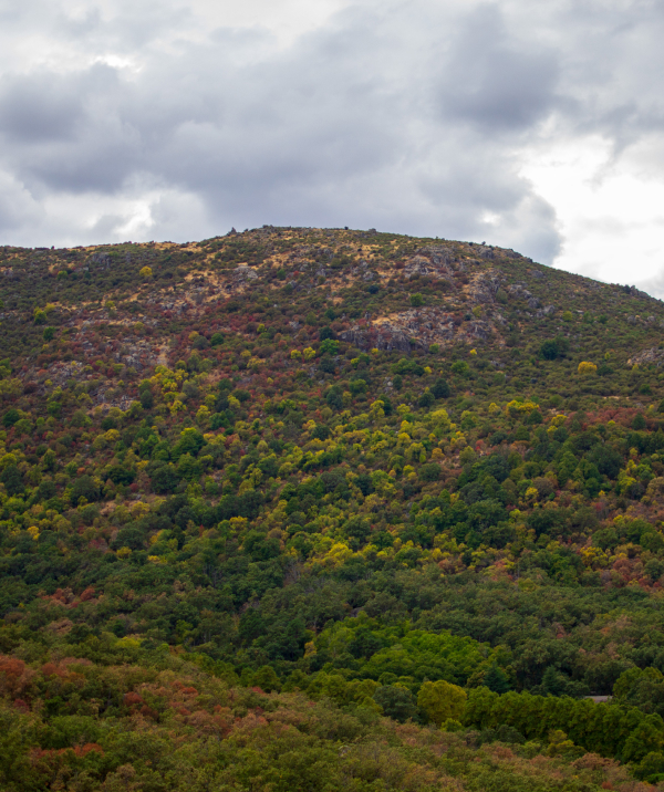 El Bosque de la Herrería