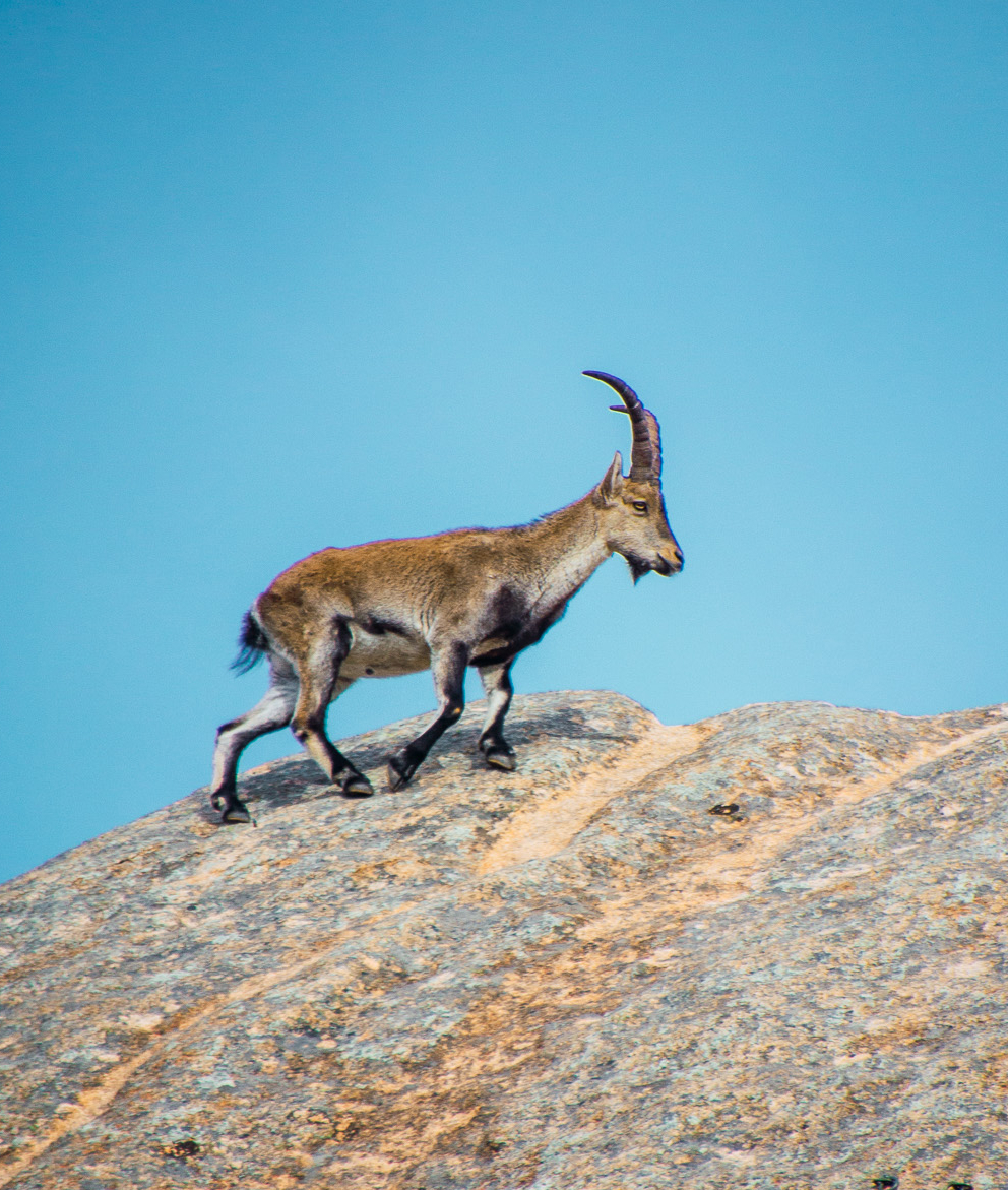 Observación de la cabra montés