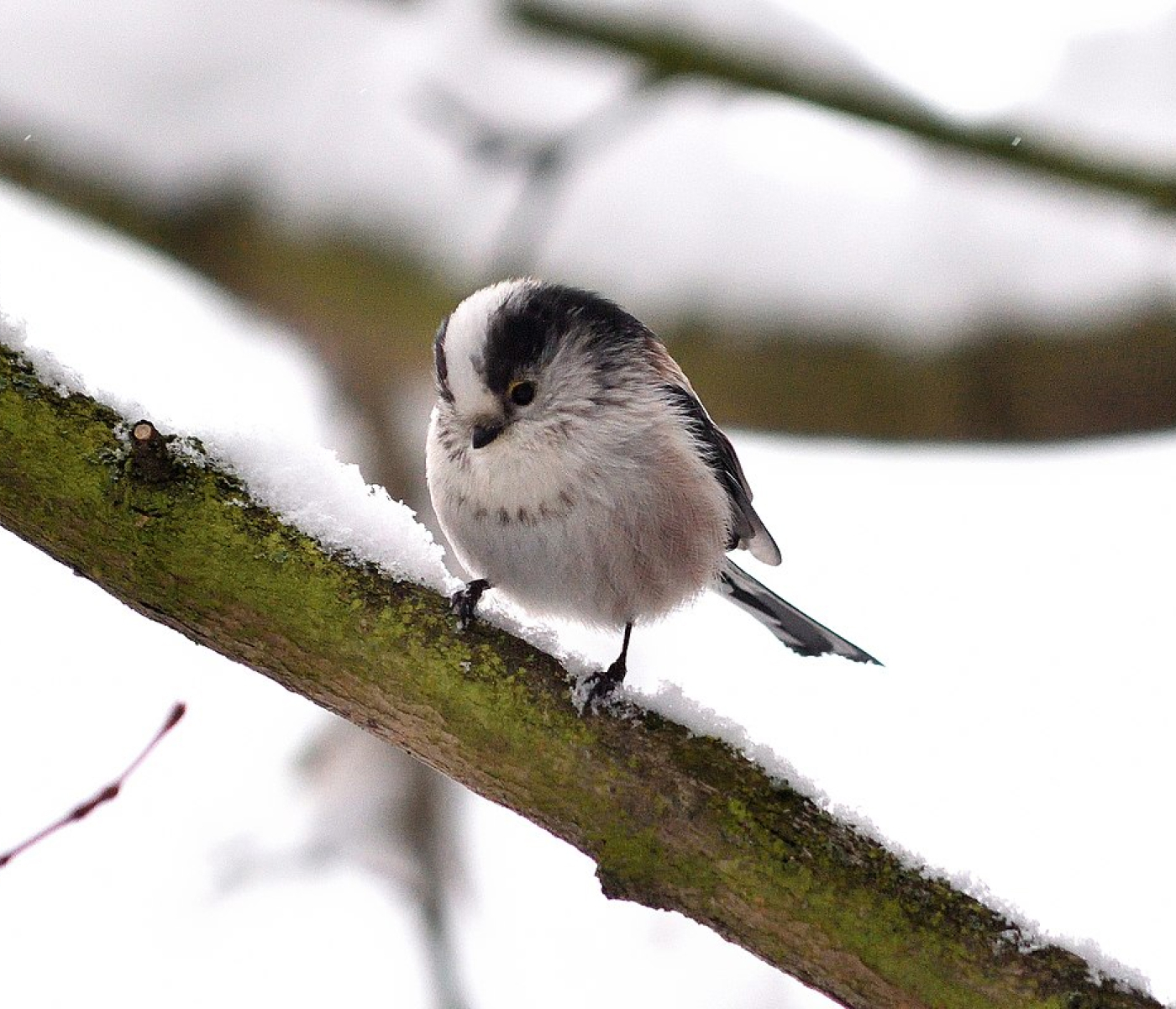 El invierno en la Sierra Norte de Madrid