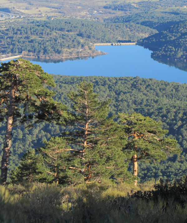 Bosque Plateado