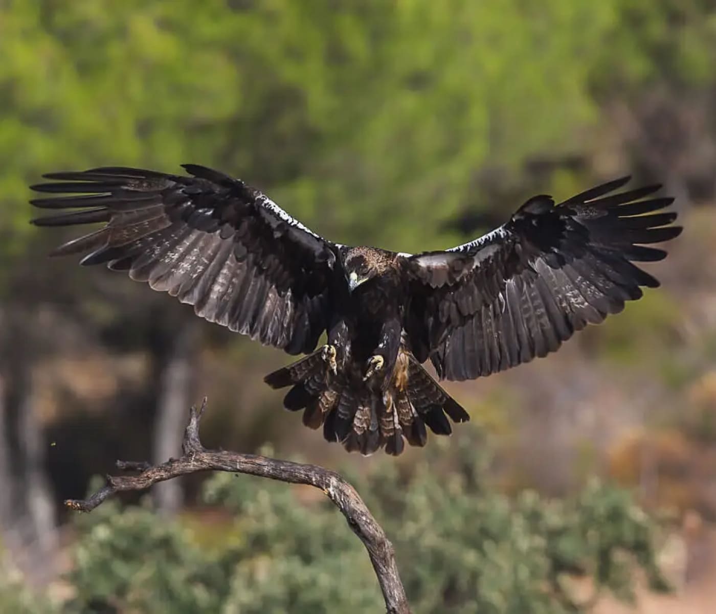 Entre pinares y rapaces